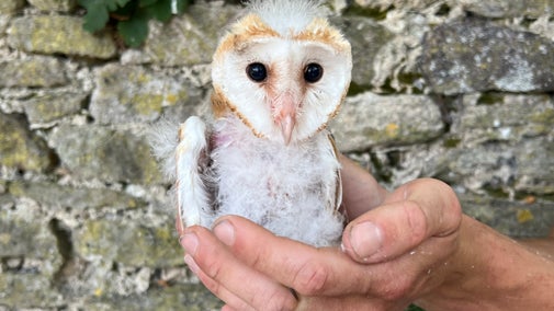 Barn owl chick being held in a bird ringer's hand.
